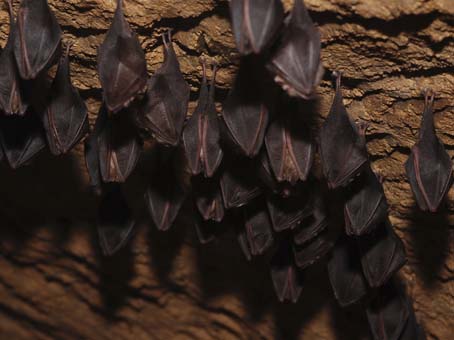 Certaines espèces de chauves-souris hibernent dans les caves