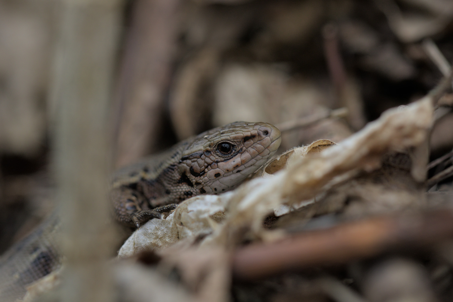 Lézard vivipare - Photo:Jérémy Lefevre