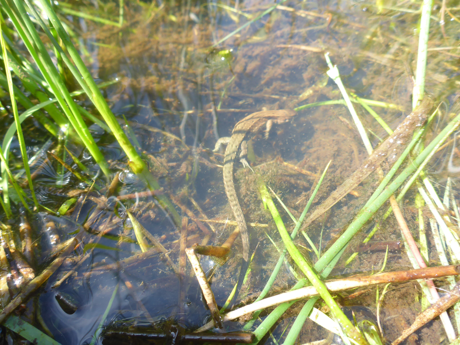 Lézard vivipare - photo Eva Garcia