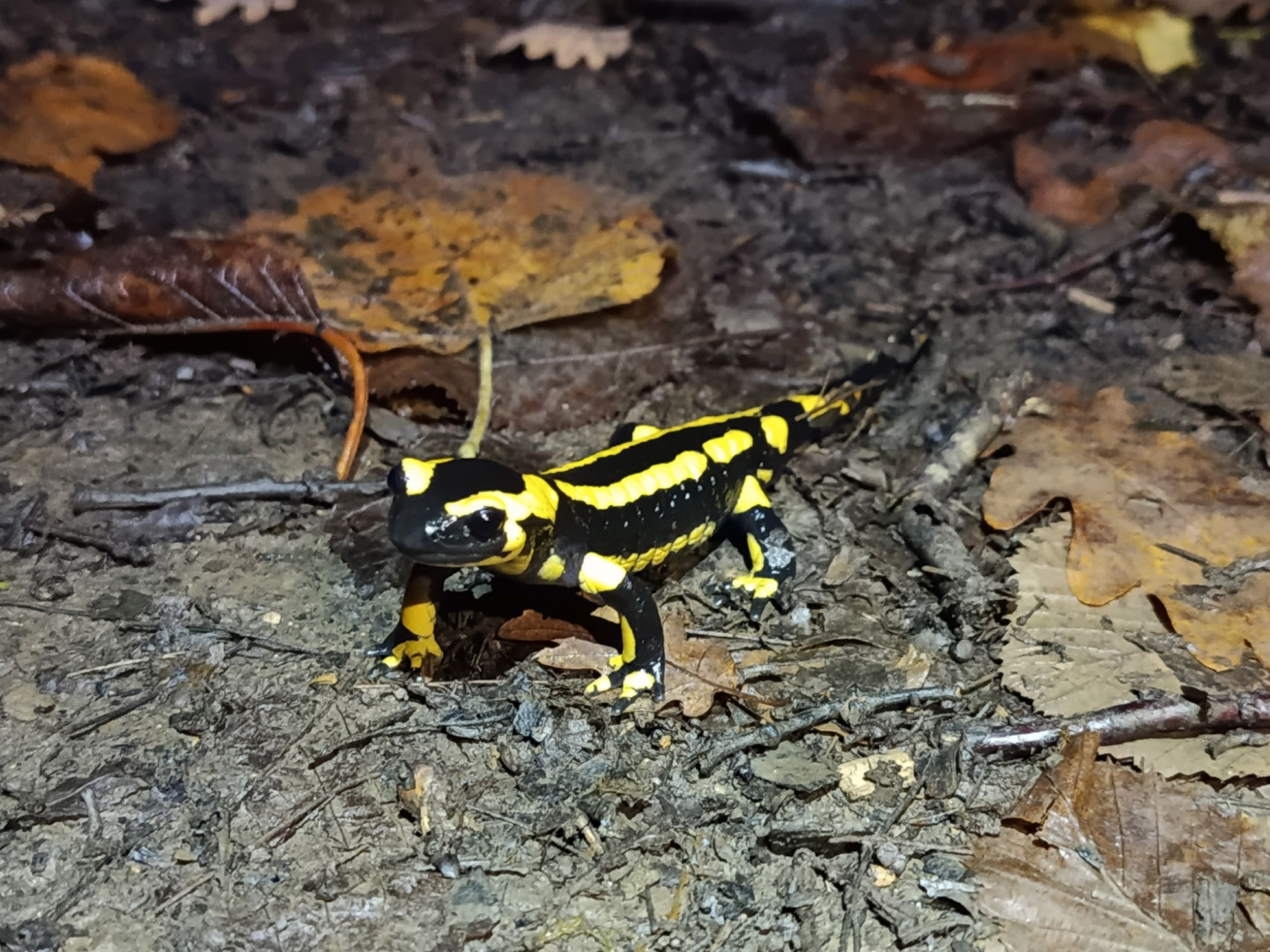 Gaëtan Molé SHNA-OFAB