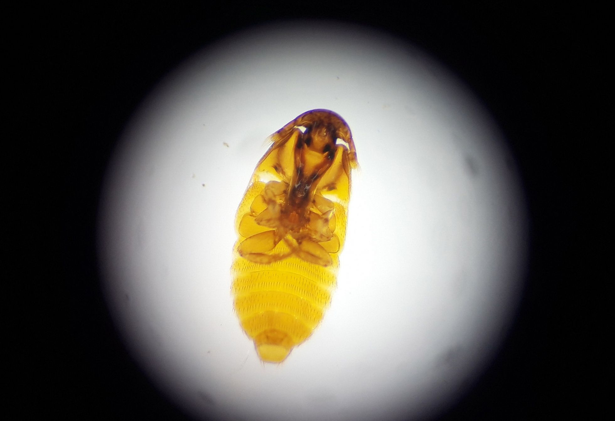 © Mathurin Carnet SHNA-OFAB