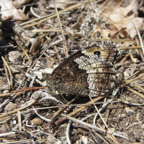 Le Sylvandre helvète (Hipparchia genava), un as du camouflage !  @© R. ITRAC-BRUNEAU