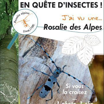 À la recherche de la Rosalie des alpes @© OPIE