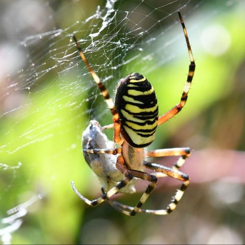 Epeire fasciee argiope bruennichi @© J-C. VARLEZ