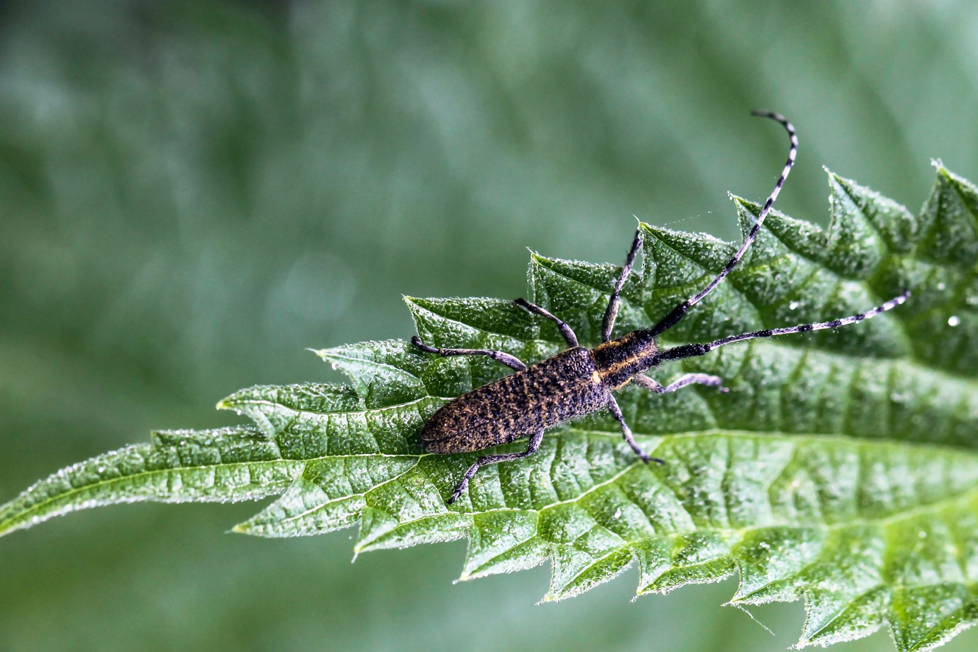Agapanthia villosoviridescens