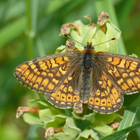 EUPHYDRYAS_AURINIA @Alexandre Ruffoni