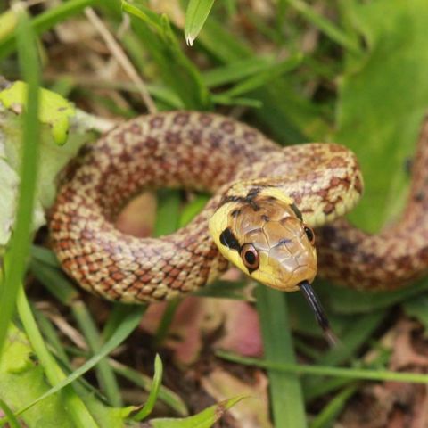  Couleuvre d'Esculape (Zamenis longissimus) @Alexandre Ruffoni