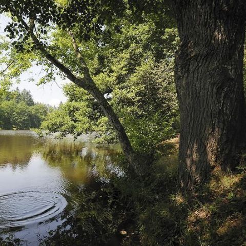  @Patrick Delapierre -ONF