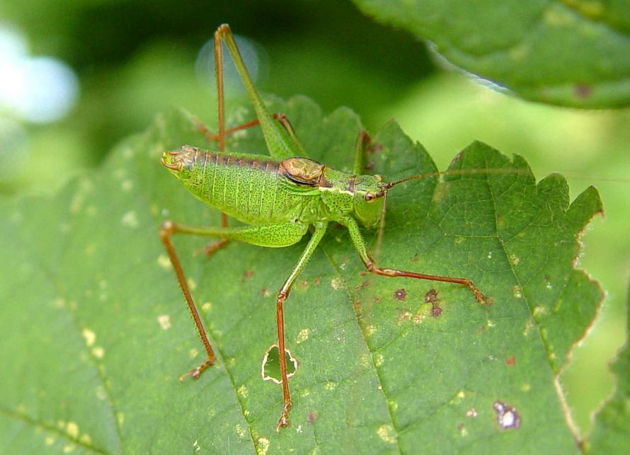 Leptophye ponctuée (Leptophyes punctatissima)