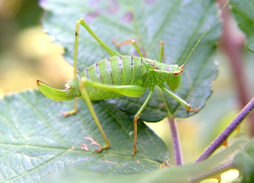 Leptophye ponctuée (Leptophyes punctatissima)