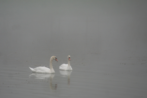 Cygne tuberculé