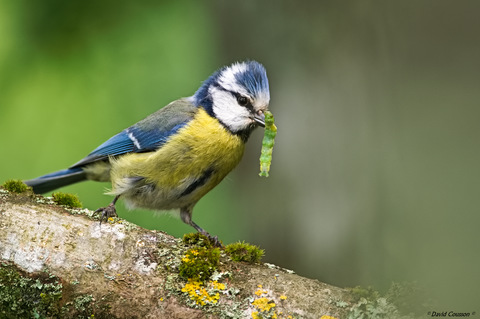 Mésange bleue - Cyanistes caeruleus