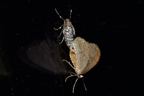Accouplement de Operophtera brumata