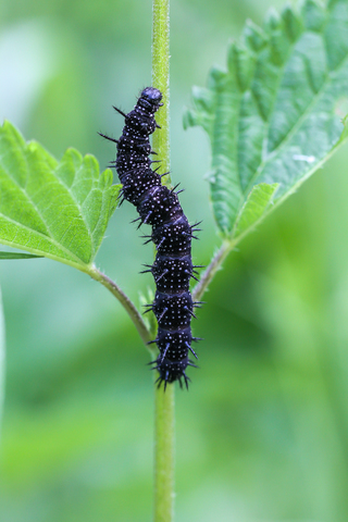 Aglais io, le Paon du jour
