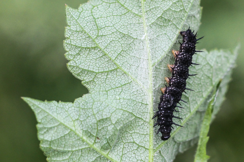 Aglais io, ou Inachis io, le Paon du jour