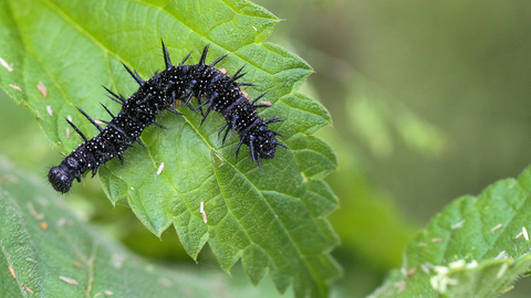 Aglais io, ou Inachis io, le Paon du jour