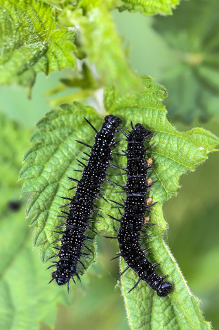 Aglais io, ou Inachis io, le Paon du jour