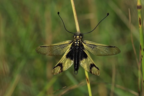 Libelloides longicornis