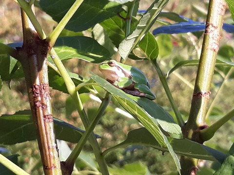 Bain de soleil matinal 
