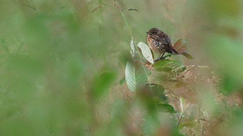 Jeune Tarier pâtre attend ses parents pour le nourrissage