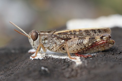 Calliptamus barbarus