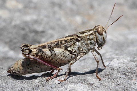 Calliptamus barbarus