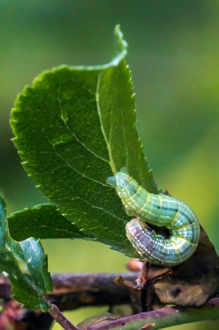 Cheimatobie hiémale - Operophtera brumata