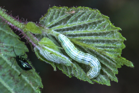Cheimatobie hiémale - Operophtera brumata