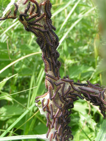 Colonie de chenilles