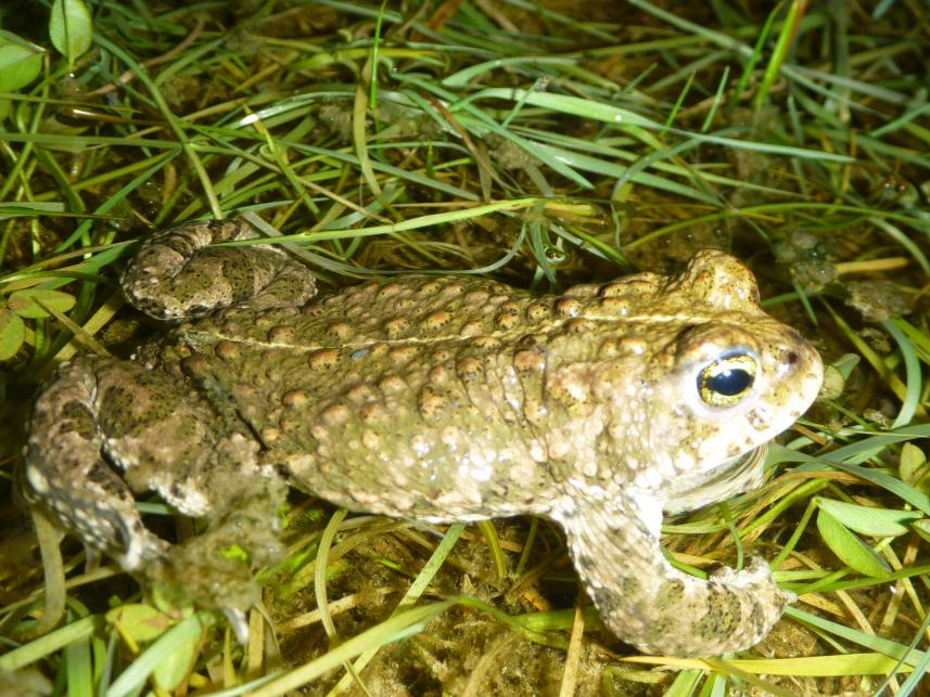 Crapaud calamite (Epidalea calamita)