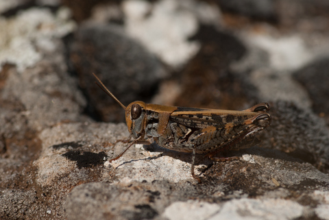 Criquet de Barbarie (Calliptamus barbarus)