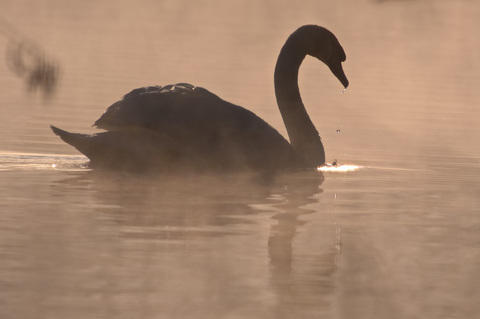 Cygne au levé du soleil 