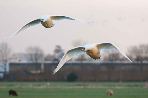 Cygne tuberculé - Cygnus olor