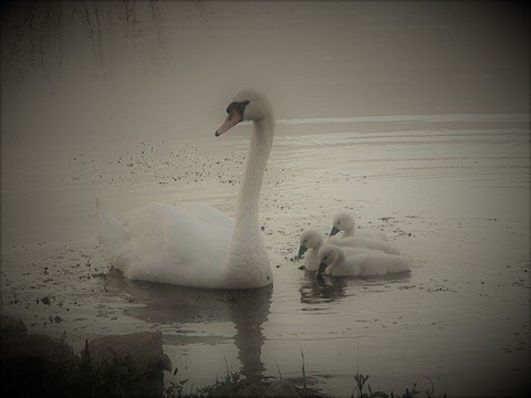 Cygne tuberculé - Cygnus olor 