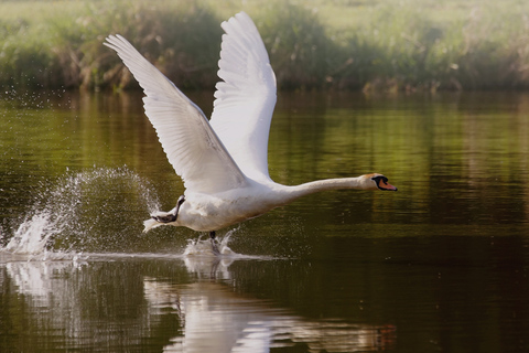 Cygne tuberculé