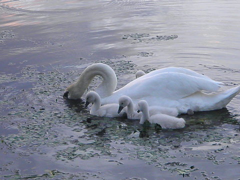 cygnes au crépuscule