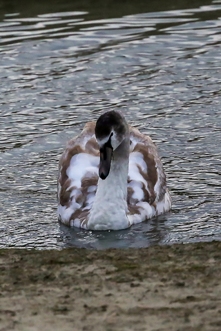 Cygnus olor