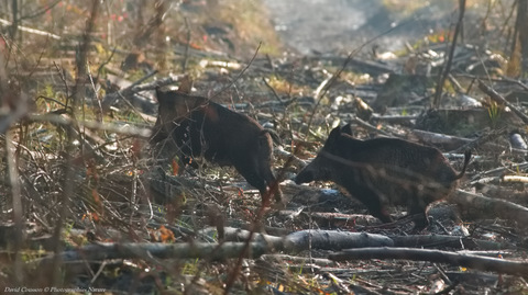 Sanglier - Sus scrofa