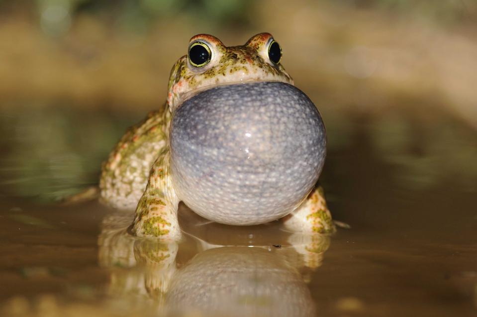 Crapaud calamite (Epidalea calamita)
