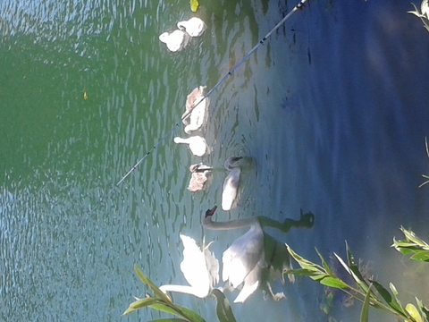 famille nombreuse