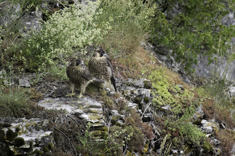 Faucons pèlerins juvéniles