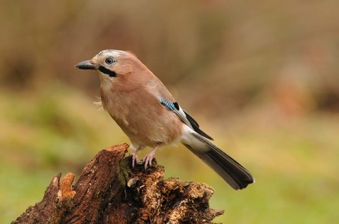 Geai des chênes - Garrulus glandarius
