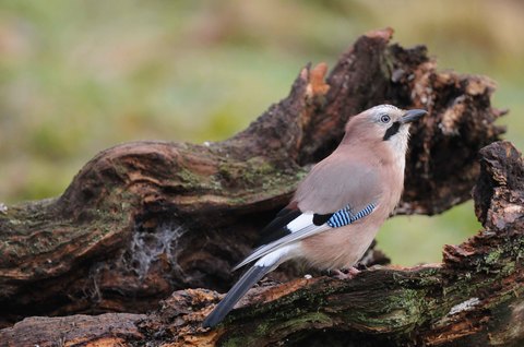 Geai des chênes - Garrulus glandarius