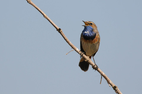 Gorgebleue à miroir - Luscinia svecica - mâle