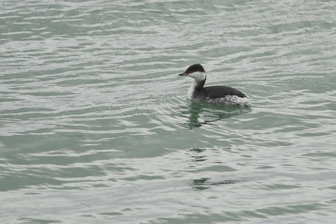 Grèbe esclavon - Podiceps auritus