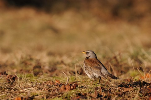 Grive litorne - Turdus pilaris