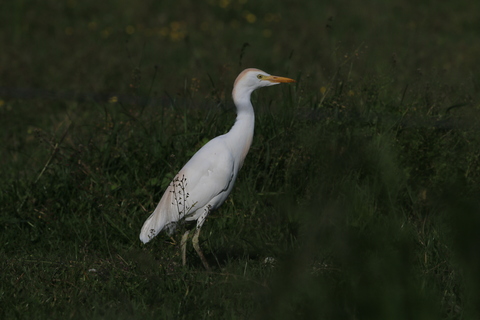 Héron garde-bœuf en plumage nuptial 