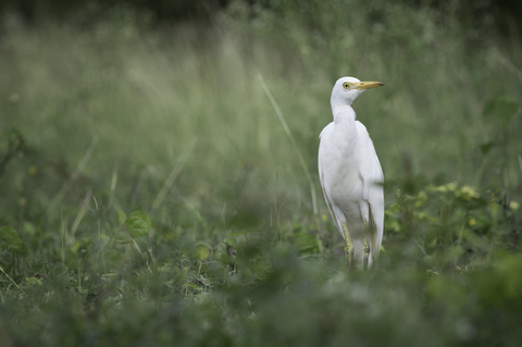 Héron garde-boeufs - Bubulcus ibis