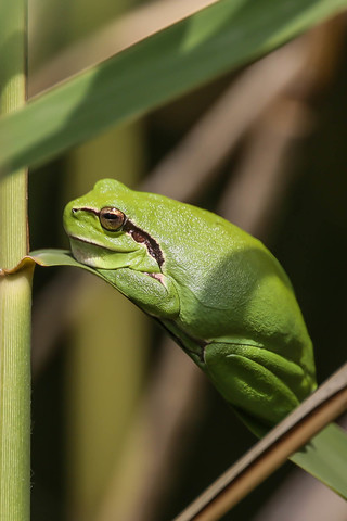 Hyla arborea