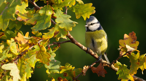 Cyanistes caeruleus / Mésange bleue